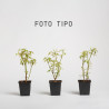 Acer negundo flamingo