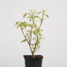 Acer negundo flamingo