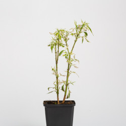 Acer negundo flamingo