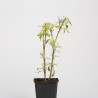 Acer negundo flamingo