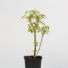 Acer negundo flamingo
