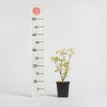 Acer negundo flamingo
