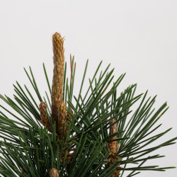pinus thunbergii kotobuki