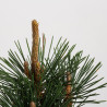 pinus thunbergii kotobuki
