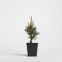 pinus thunbergii kotobuki