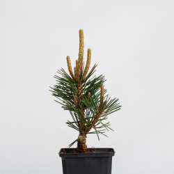 pinus thunbergii kotobuki