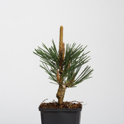 pinus thunbergii kotobuki