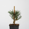 pinus thunbergii kotobuki