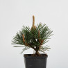 pinus thunbergii kotobuki