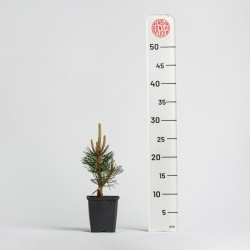 pinus thunbergii kotobuki
