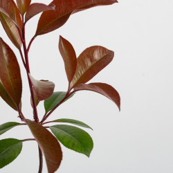 Photinia Red Robin