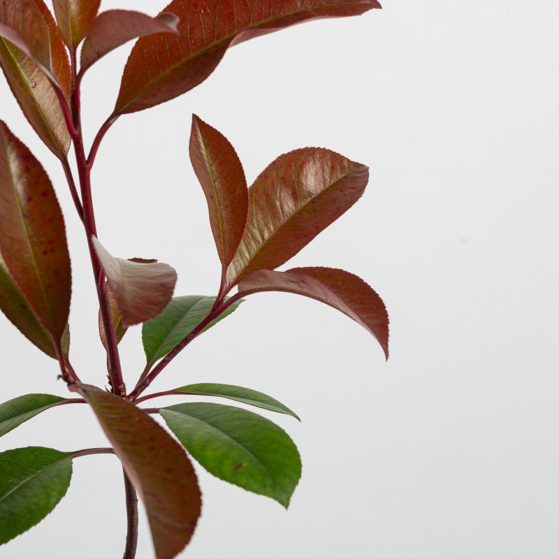 Photinia Red Robin