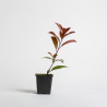 Photinia Red Robin