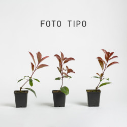 Photinia Red Robin