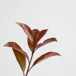 Photinia Red Robin