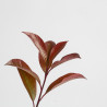 Photinia Red Robin