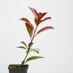 Photinia Red Robin