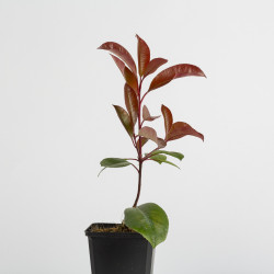 Photinia Red Robin