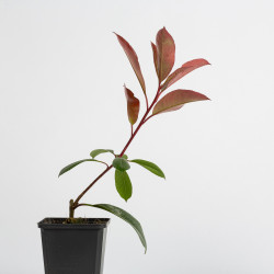 Photinia Red Robin