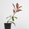 Photinia Red Robin