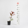 Photinia Red Robin