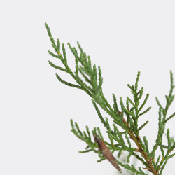 Tamarix