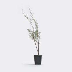 Tamarix