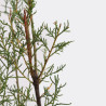 Tamarix