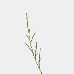 Tamarix