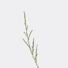 Tamarix