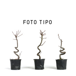 Liquidambar - Maceta plastico - S