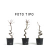 Liquidambar - Maceta plastico - S