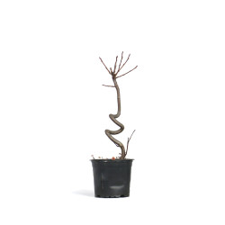 Liquidambar - Maceta plastico - S