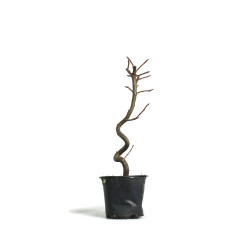 Liquidambar - Maceta plastico - S