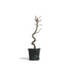 Liquidambar - Maceta plastico - S