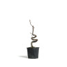 Liquidambar - Maceta plastico - S
