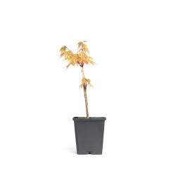 Acer palmatum Summer Gold