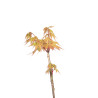 Acer palmatum Summer Gold