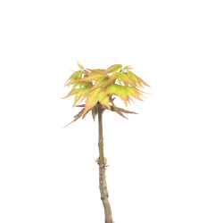 Acer palmatum Summer Gold