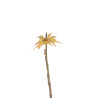 Acer palmatum Summer Gold