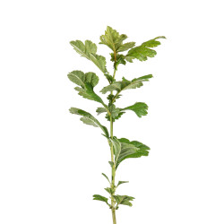 Crataegus Pauls Scarlet