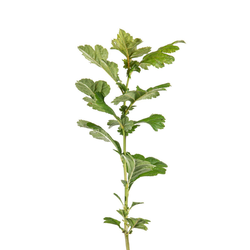 Crataegus Pauls Scarlet