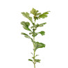 Crataegus Pauls Scarlet