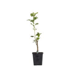 Crataegus Pauls Scarlet