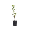 Crataegus Pauls Scarlet
