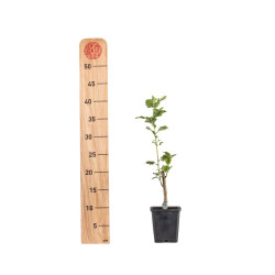 Crataegus Pauls Scarlet