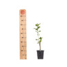 Crataegus Pauls Scarlet