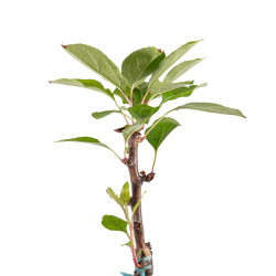 Malus Adirondack