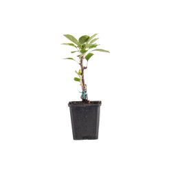 Malus Adirondack