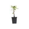 Malus Adirondack